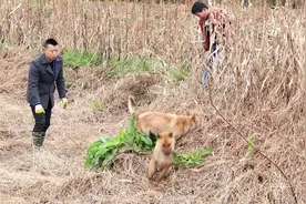 小伙带狗狗野外锻炼，发现有野货，小狗跳起来扑过去视频封面