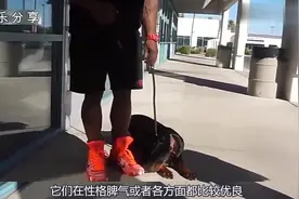 狗家里蛋白粉，半年后长出了一身肌肉，养狗的人长点心吧！视频封面