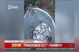村民用电抓捕蚯蚓，然后送至黑加工厂一天收购数千斤视频封面