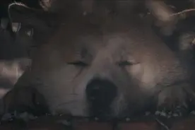 忠犬八公已经太老了，它最后一次来到站台，回想和主人的时光