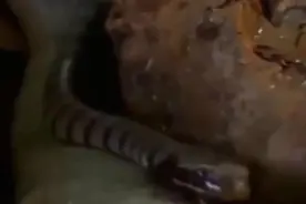 海蛇平时很威风，但是遇到老鹰也只能乖乖束手就擒了视频封面