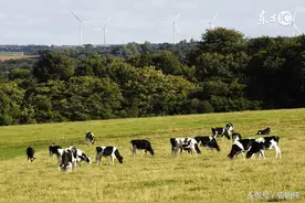 家中迟迟不发财，原是猪圈下面藏了几只蜈蚣精图片