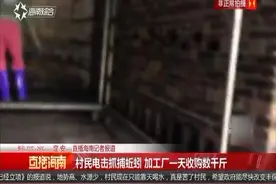 直播海南：村名用电击的方法抓蚯蚓 一天收购数千斤蚯蚓视频封面