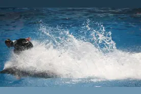 齐河泉城海洋极地世界海洋剧场实拍海豚表演视频封面