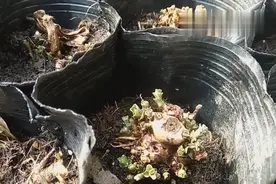 救心菜，对心脏病，高血压，糖尿病，肝病有帮助，你见过吗？视频封面
