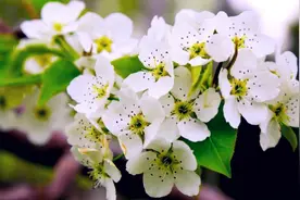 大文豪苏轼咏赞梨花之美，千树万树梨花开｜国学经典·宋诗