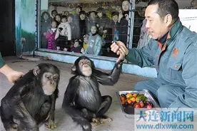 猴年去看猴 成了新风尚图片
