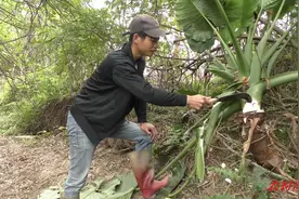 这种野芋头并不是美味、整棵都有剧毒一定不能误食了、认识一下吧