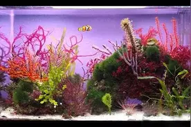 海缸伴侣：海藻的作用和饲养图片