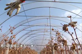 如何建葡萄避雨棚