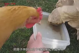 当母鸡看到喝水的乌龟，接下来意想不到的事情发生了