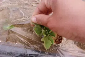 西瓜苗刚移栽后，小苗出现卷边干枯是怎么回事，教你如何防治视频封面