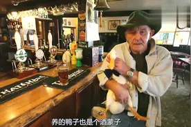 鸽子也会喝酒，每天都醉的摇摇晃晃的视频封面