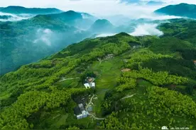 若不是这场白茶盛会，我还不知道这处隐世桃源！图片