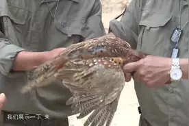 好不容易抓获野鸡，却发现这是保护动物，只能选择放生