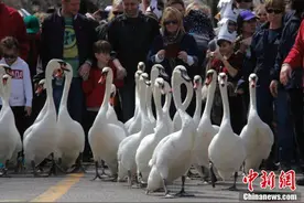 加拿大小城举行年度“天鹅大游行”迎接春天图片
