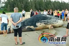 文昌沙滩惊现一头腐烂鲸鱼 将制成骨骼标本图片