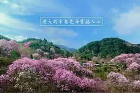 媲美十里桃林的辛夷花海，趁着花还在开，而你正好有时间去看！图片