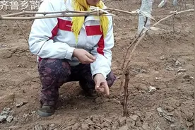 齐鲁乡韵的葡萄滴水说明进入了伤流期，这段时间该注意哪些问题？视频封面