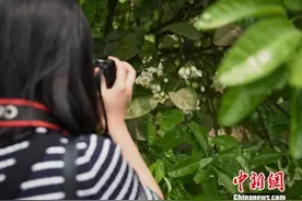 重庆丰都2.5万余亩柚子花盛开 香醉游人图片
