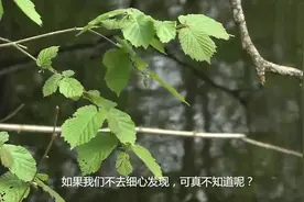农村里边常见的野草，人称“蛇总管”，不仅能治蛇咬，还不少用途
