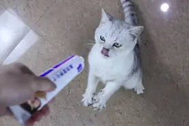 猫咪想吃零食，主人拿着零食让猫站着吃，没想到猫咪站立技术很强