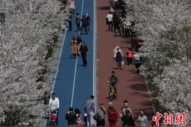 浙江杭州滨江跑道变樱花大道图片