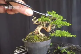 小品真柏盆景进行整形大改造，高手在树干创作舍利干，气质优雅！视频封面
