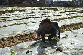梁平区七星镇：“人头芋”苗长势好 喜盼10月丰收图片