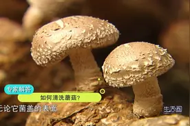 蘑菇怎么洗才干净？原来用这个最简单的方法就能搞定视频封面
