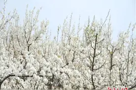 “中国梨乡”山西隰县万树梨花开 邀客共享最美四月天图片