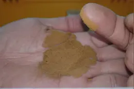 每日一种中药—蒲黄（水蜡烛）