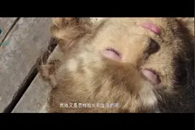 女孩一出生就长了一身毛发，父亲看了想直接丢掉，身边人各种摆弄视频封面