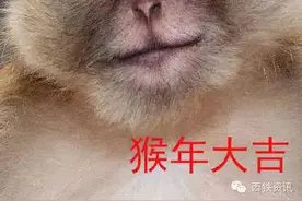一组猴年专用表情包，转给你要祝福的人吧！图片