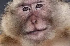 一组猴年专用表情包，转给你要祝福的人吧！图片