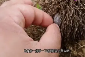 刺猬变得不爱动，不吃食物，主人一检查原来是身上长了蜱虫！