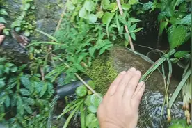 苗族人在山野里喝水时为什么先放一棵打结好的草在水里？视频封面