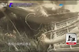 老钓友郑重说明，这样处理废鱼线，能够保护海域资源