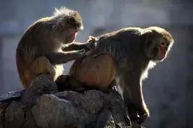 组图猴年猴趣图片