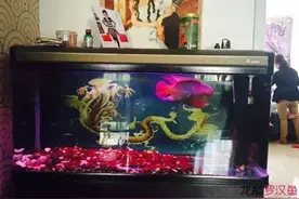 金花饲养心得，听者共勉图片