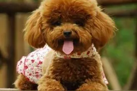 如何辨别纯种泰迪犬图片