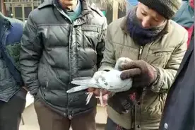 鸽市上遇到一位鸽友，他的鸽子被人剪了翅膀还飞回来了，真牛
