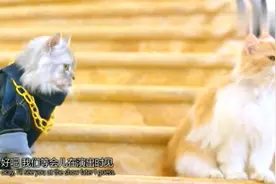 达人秀：猫咪竟然能训练的跟狗狗一样，真是太神奇了
