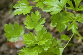 驾驭猪病—千万养猪人总结6条催情方法，不花钱解决大问题图片