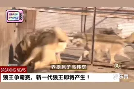 狼王争霸赛！母狼看到配偶老狼王被新狼王欺负，想帮忙却被教训！