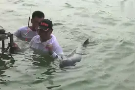 云龙湖的大青鱼，你看看怎么样，李大毛老师都下水了视频封面