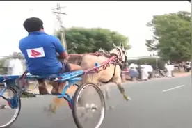 刺激的马车竞速比赛，马全速奔跑视频封面