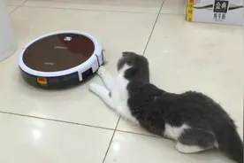 扫地机在工作，猫咪就是趴在那不让它扫