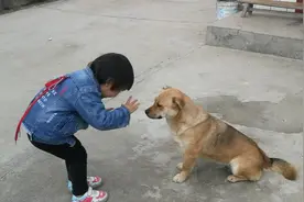 熊孩子遇到中华田园犬，这视频看一次笑一次，值得收藏！视频封面