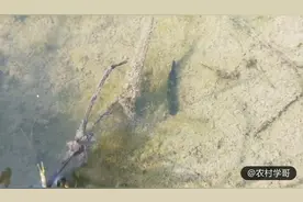 山里摘野菜，田里意外发现一条黑色野生小泥鳅，这种野货不多见了